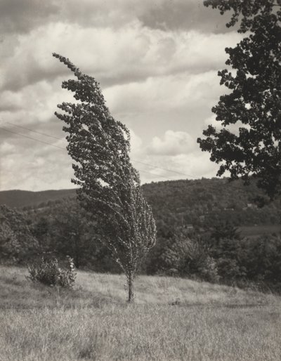 Poplar – Lake George door Alfred Stieglitz