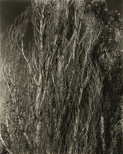 Populieren - Lake George door Alfred Stieglitz