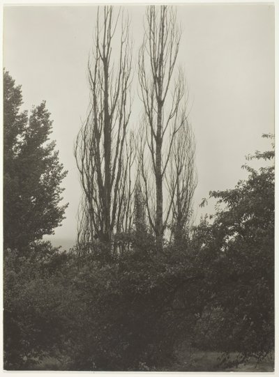 Populieren - Lake George door Alfred Stieglitz