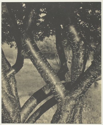 De dansende bomen door Alfred Stieglitz