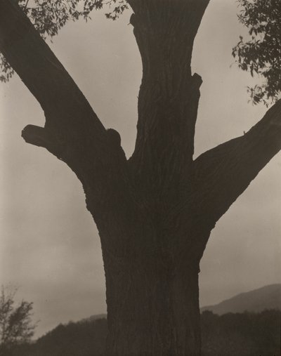 De Stervende Kastanje door Alfred Stieglitz