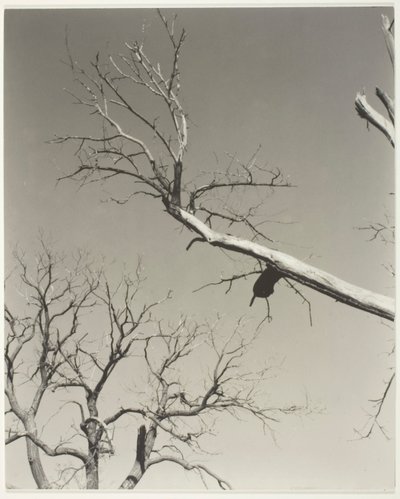 De stervende kastanjeboom - mijn leraar door Alfred Stieglitz