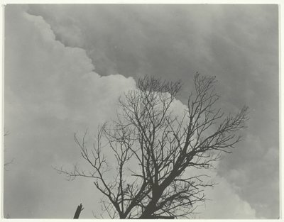 Boom Set 3, ca. 1924 door Alfred Stieglitz