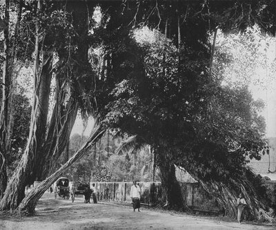 Banyanboom in Kalutara, ca. 1890, 1910 door Alfred William Amandus Plate