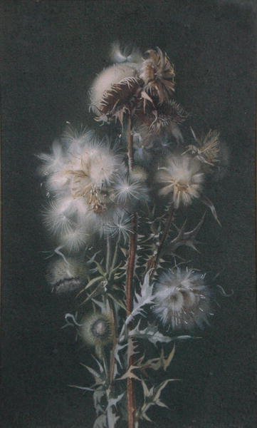 Distelpluis door Alice Gray
