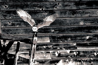 Airborne, uit de serie Kerkuil, 2018 (foto) door Alice Gur-Arie