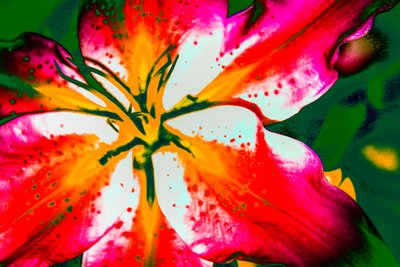 Californische lelie, 2016 (handgeschilderde foto) door Alice Gur-Arie