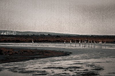 Congregatie, uit de serie Camargue Flamingo