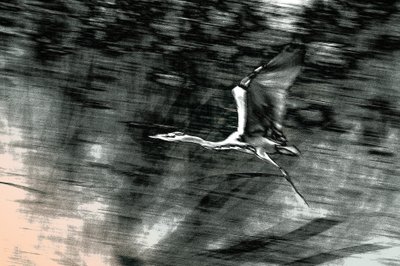 Vlucht uit het Heilige Land, 2015 (handgeschilderde foto) door Alice Gur-Arie