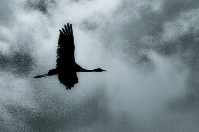 Solo, uit de serie Over Hula, 2016 (foto) door Alice Gur-Arie