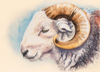 Een Herdwick Ram door Alison Cooper