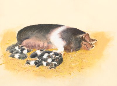 Zadelrugzeug en biggen, 2019 door Alison Cooper