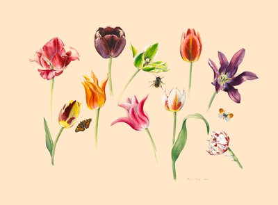 Lentetulpen en insecten door Alison Cooper