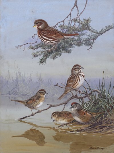 Sparrow door Allan Brooks door Allan Brooks