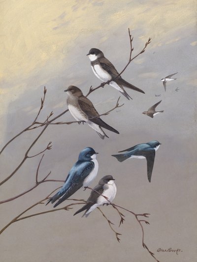 Swallow van Allan Brooks door Allan Brooks