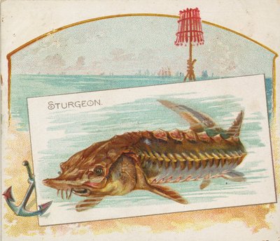 Steur, uit de serie Vissen uit Amerikaanse wateren N39 voor Allen & Ginter Cigarettes, 1889 door Allen and Ginter