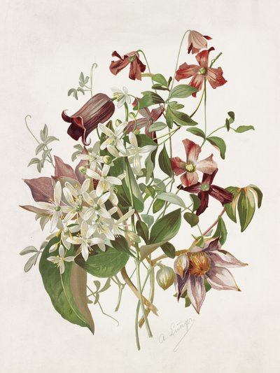 Clematis door Alois Lunzer