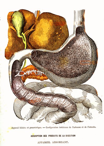 Gal- en Pancreassysteem - Normaal Leven & Gezondheid door J. Rengade - Tekening door A. Demarle 1881 door Alphonse Demarle