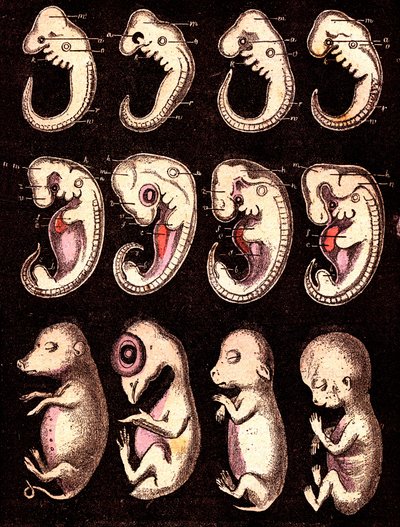 Vergeleken embryo