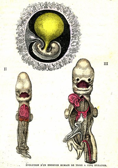 Evolutie van het menselijke embryo: Natuurlijke Schepping en Levende Wezens (door Jules Rengade) door Alphonse Demarle