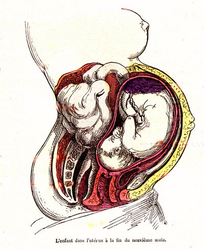 Het kind in de baarmoeder (laat 9e maand) - Het normale leven & gezondheid van J. Rengade- Tekening A. Demarle 1881 door Alphonse Demarle