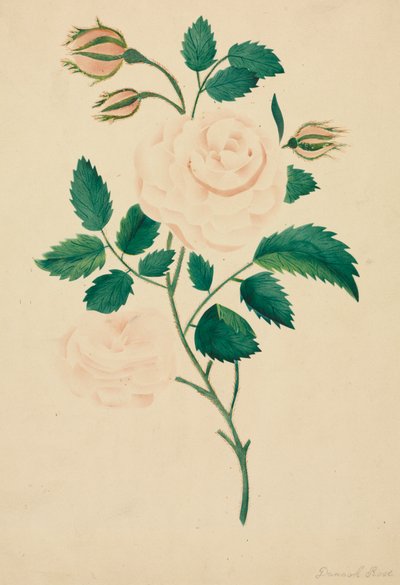 Damastroos (aquarel) door Altha Mary Nims