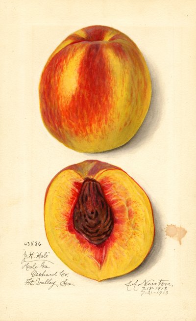 Perziken ( Prunus persica: J.H. Hale) (aquarel) door Amanda Almira Newton