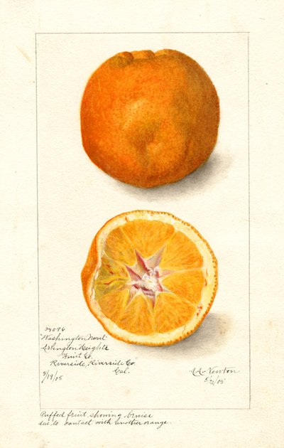 Washington Navelsinaasappels ( Citrus sinensis) (aquarel) door Amanda Almira Newton