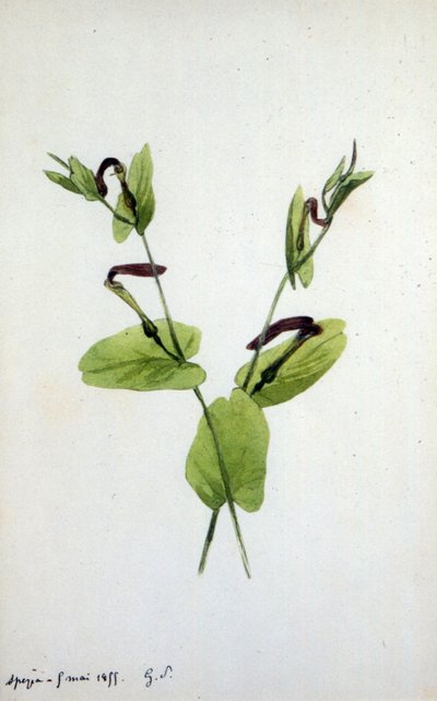 Aristolochia, een groot plantengeslacht van de familie Aristolochiaceae door Amantine Dupin