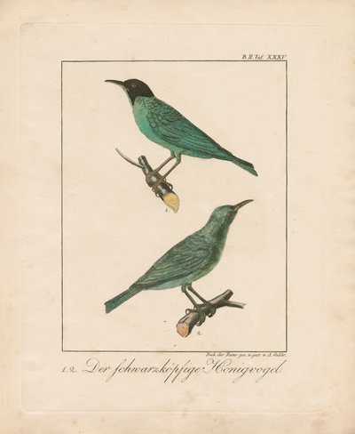 Zwartkop-honingeter (handgekleurde koperplaatgravure) door Ambrosius Gabler