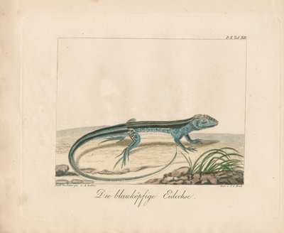 Blauwkop-skink (handgekleurde koperplaatgravure) door Ambrosius Gabler