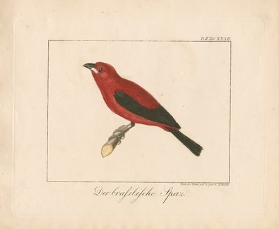 Braziliaanse vink (handgekleurde koperplaatgravure) door Ambrosius Gabler