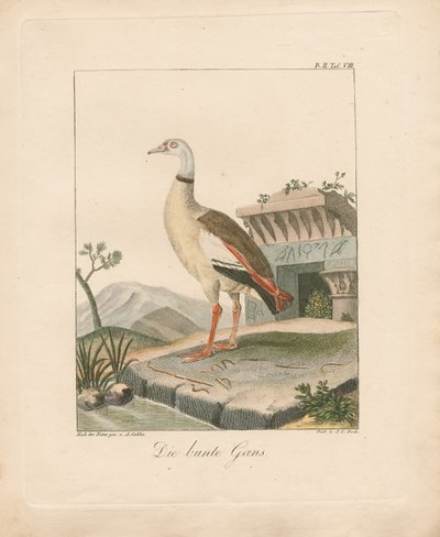  door Ambrosius Gabler
