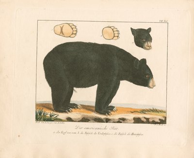 De Amerikaanse beer (handgekleurde kopergravure) door Ambrosius Gabler