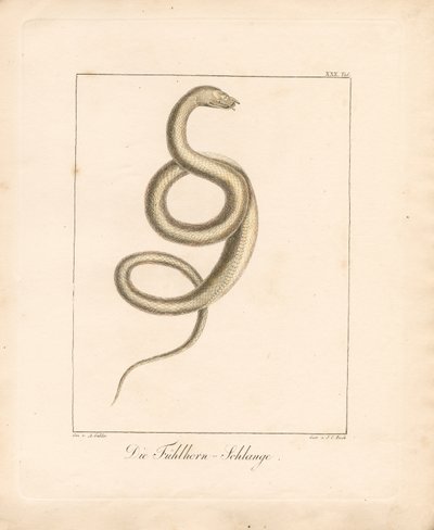  door Ambrosius Gabler