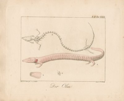 De Olm (handgekleurde litho) door Ambrosius Gabler
