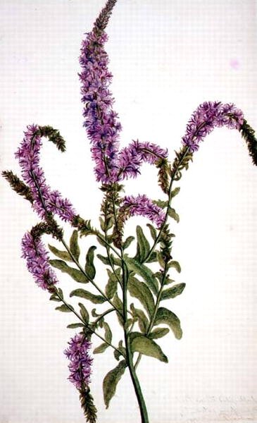PD.128-1973f.11 Paarse Spitswilgenkruid (Epilobium) 1787 door Amelia Fancourt