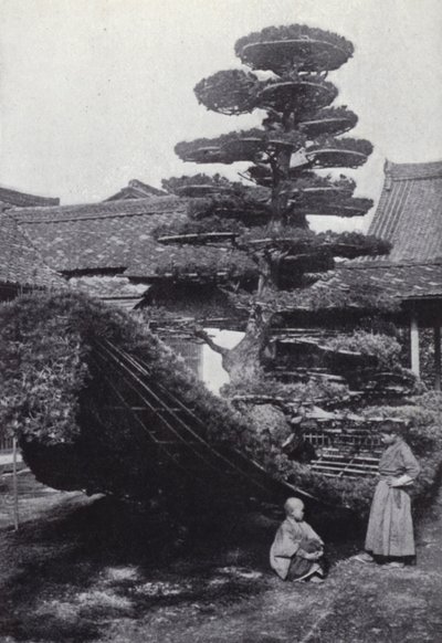 Een dennenboom getraind in de vorm van een boot door American Photographer (after)