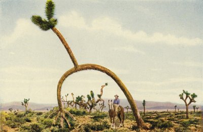 Een reuzenkastanje in de Mojavewoestijn (kleurenfoto) door American Photographer