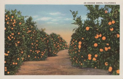 Een sinaasappelboomgaard, Californië door American Photographer