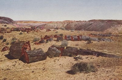 Versteend woud, Arizona (gekleurde foto) door American Photographer