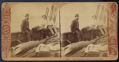 Haaien gevangen op Barbados, West-Indië (zwart-wit foto) door American Photographer
