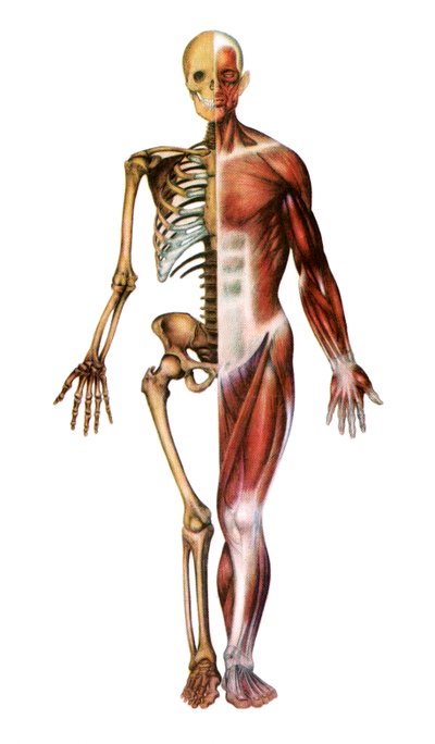 Anatomische Afbeelding van het Menselijk Skelet en Spieren door American School
