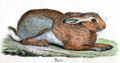Antieke prent van een haas door American School