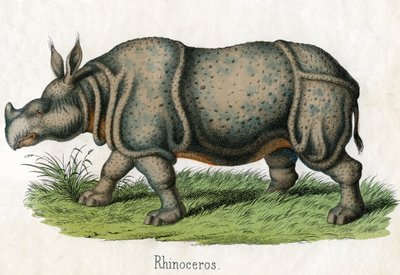 Antieke prent van een neushoorn door American School
