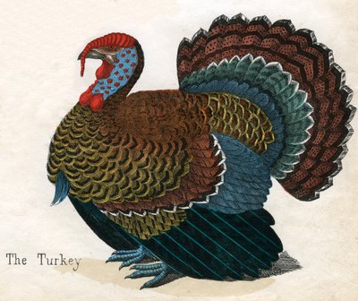 Antieke prent van een kalkoen door American School