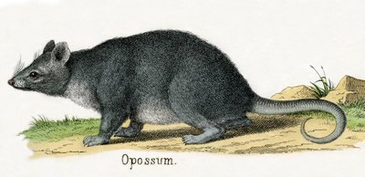 Opossum, uit De Natuurlijke Geschiedenis van Dieren door American School
