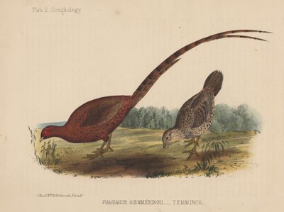 Phasianus Soemmeringh (Temminck) door American School