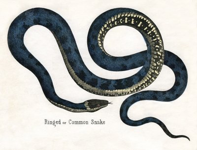 Ring- of gewone slang, uit De Natuurlijke Historie van Dieren door American School