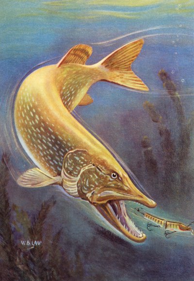 Sportvissen: Snoek die een aas aanvalt door American School